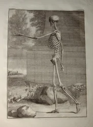 Albinus I, Pl. III: Skelet, illustration fra 